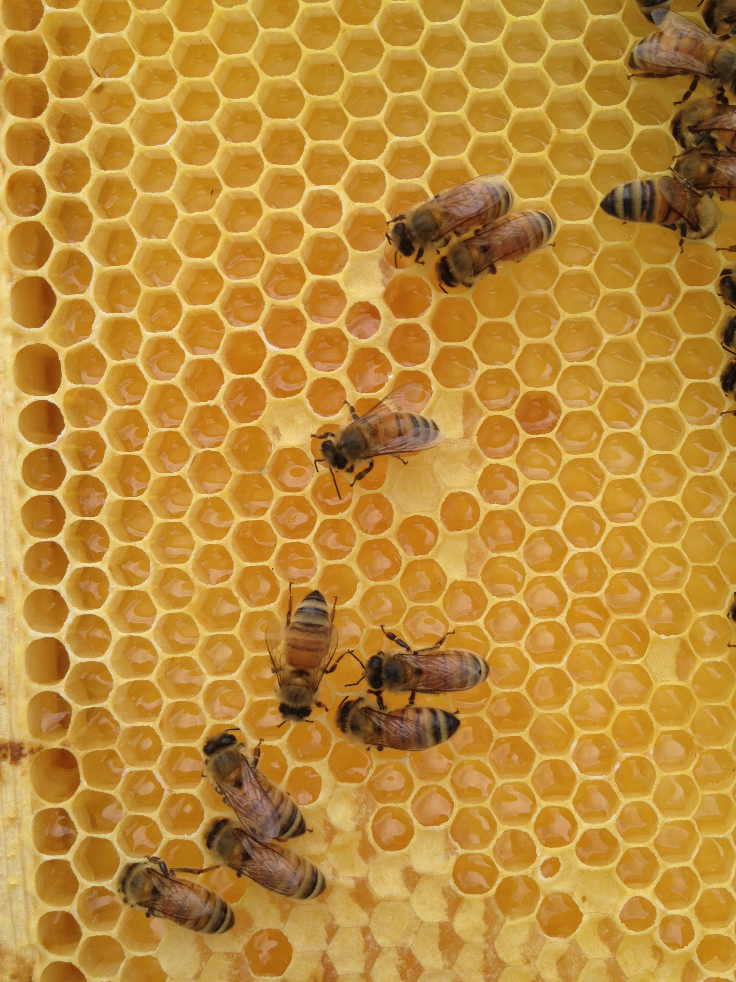 Closeup of a honey frame